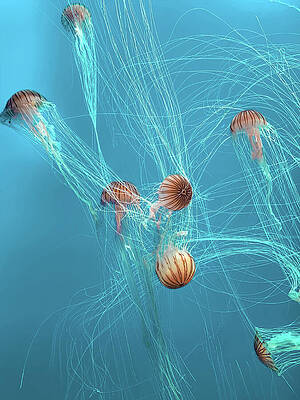 Jellyfish in Tranquil Waters Wall Art