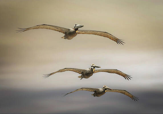 Wall Art featuring the photograph Graceful Pelicans In Flight - A Coastal Spectacle by Rebecca Herranen