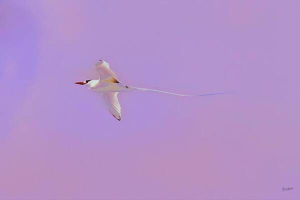 Graceful Red Billed Tropicbird Soars Against Pastel Sky by Bruce Block