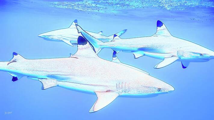 Graceful Sharks Underwater Wall Art