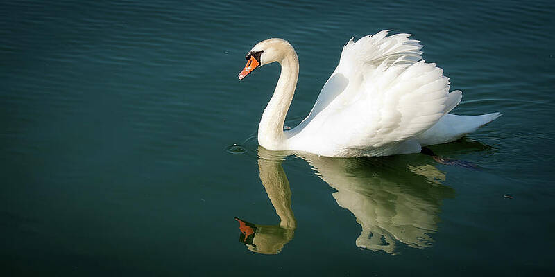 Serene Photograph - Graceful White Swan Floating by Tatiana Travelways