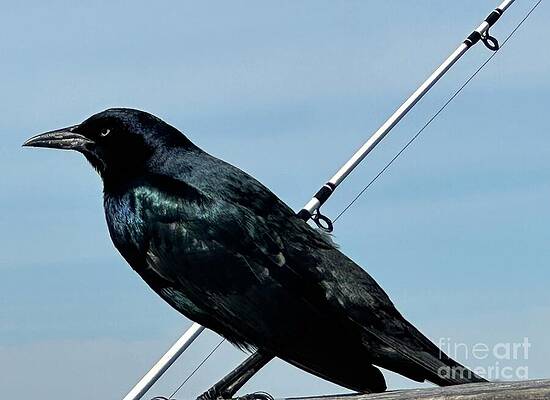 Grackle Perched on Fishing Rod by Catherine Wilson