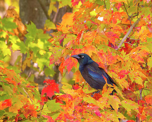 Bird Wall Art featuring the photograph Grackle Sitting Among Fall Leaves by Charles Floyd
