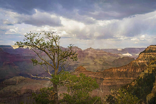 Wall Art featuring the photograph Grand Canyon Storm Light From South Rim With Lone Juniper Tree by Rebecca Herranen