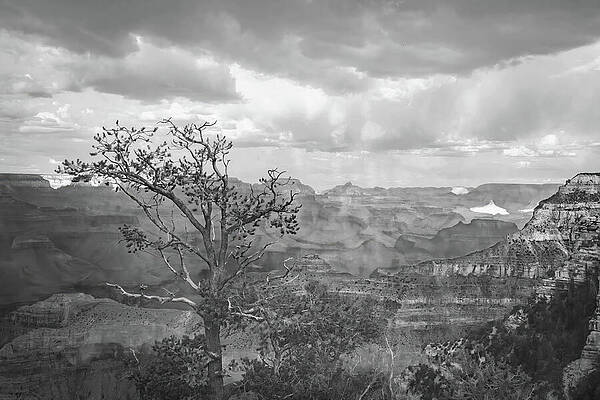 Wall Art featuring the photograph Grand Canyon Storm Overlook Black And White  Lone Juniper On The South Rim by Rebecca Herranen