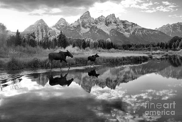 Wall Art featuring the photograph Grand Teton National Park Autumn Stroll Black And White by Adam Jewell