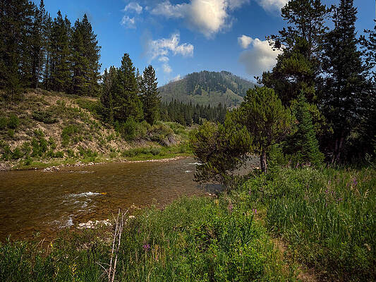 Tree Photograph - Grand Teton, Wyoming by Robert Niemeier