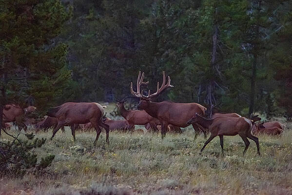 Animal Wall Art featuring the photograph Grand Tetons Elk by Matt Halvorson