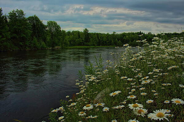 Wisconsin Wall Art featuring the photograph Grandfather Dam Daisies by Dale Kauzlaric