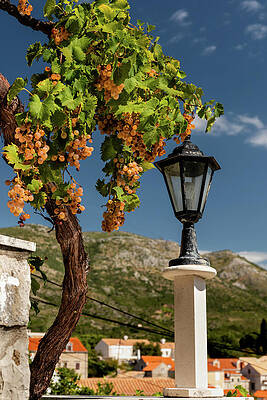 Reflection Wall Art featuring the photograph Grapes And Lamp by Craig A Walker
