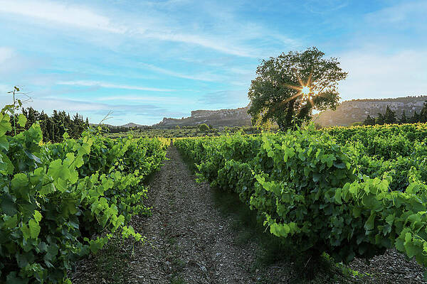 Sunset Photograph - Grape Vineyard At Sunset by Steve Templeton