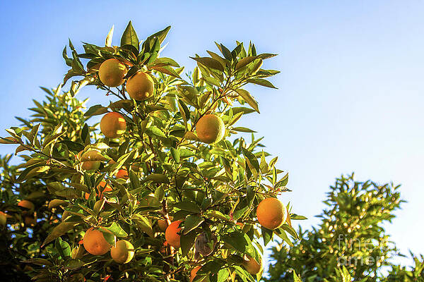 Wall Art featuring the photograph Grapefruit Trees In The Sunlight by Tatiana Travelways