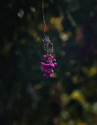 Wall Art featuring the photograph Grapes In The Jungle by Gian Smith