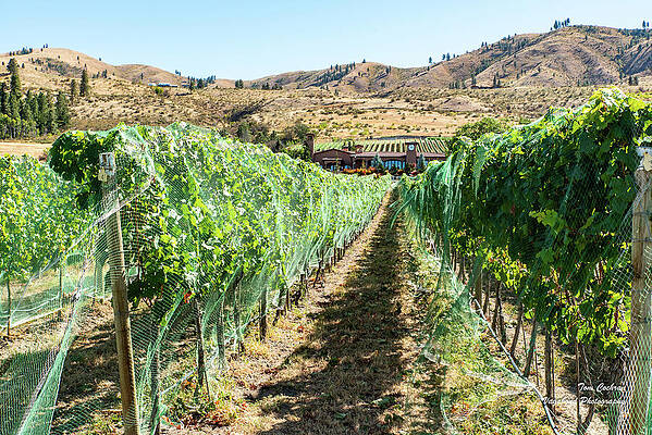 Photograph - Grapevines In Chelan by Tom Cochran