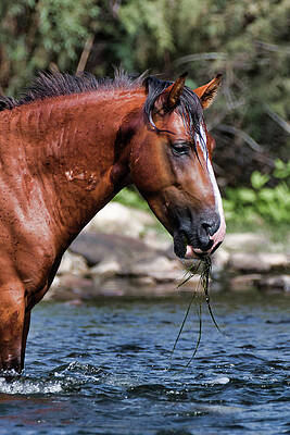 Nature Photograph - Grass Lunch by American Landscapes