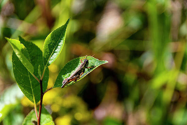 Wildlife Photograph - Grasshopper On A Leaf In The Sun by John Twynam