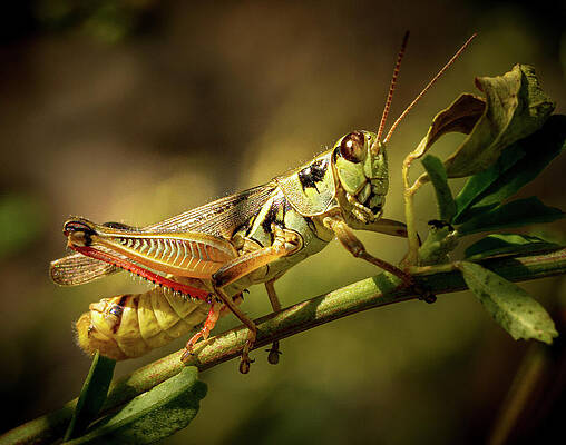 Wild Wall Art featuring the photograph Grasshopper On Branch by Jean Noren