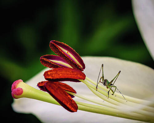 Wildlife Photograph - Grasshopper On Flower by Robert Niemeier