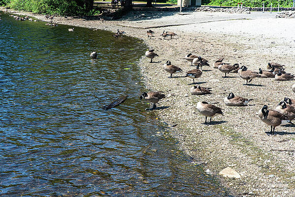 Geese on a Lakeside Shore Photograph