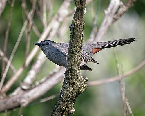 Wall Art featuring the photograph Gray Catbird, UW Arboretum, Madison, WI by Steven Ralser