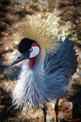 Egret Photograph - African Gray Crown Crane Fluff by Rene Vasquez