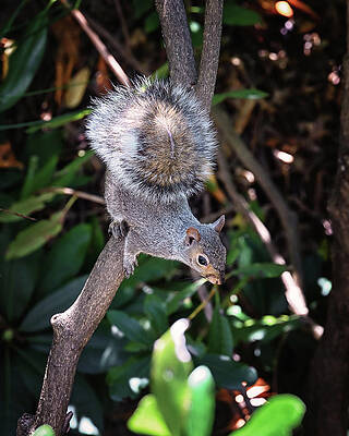Wall Art featuring the photograph Gray Squirrel by Steven Nelson