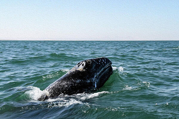 Photograph - Gray Whale 1B by Sally Fuller
