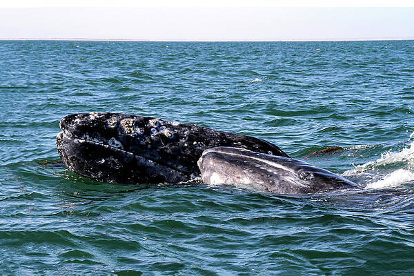 Photograph - Gray Whale 2A by Sally Fuller