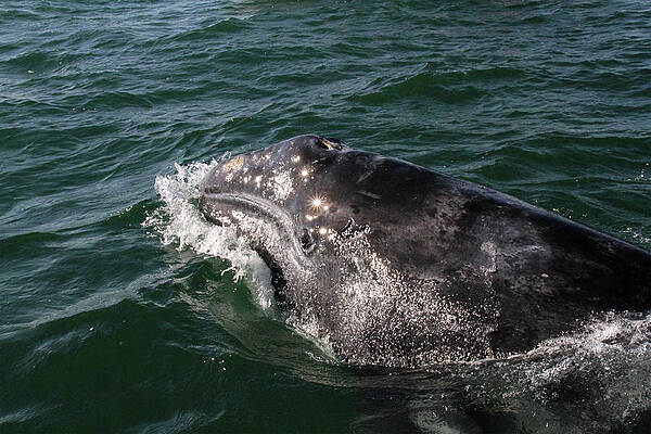 Photograph - Gray Whale 3A by Sally Fuller