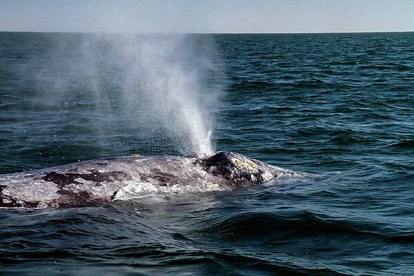 Photograph - Gray Whale 4B by Sally Fuller