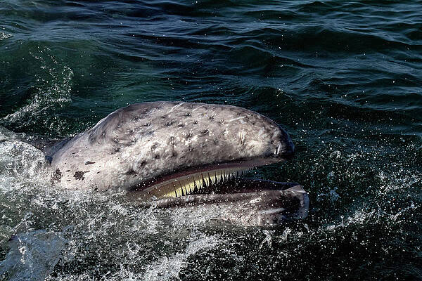 Photograph - Gray Whale 5A by Sally Fuller