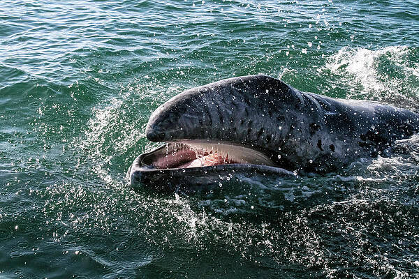 Photograph - Gray Whale 6A by Sally Fuller