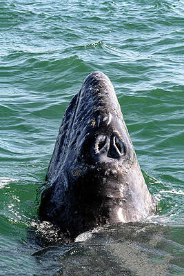 Photograph - Gray Whale 7A by Sally Fuller