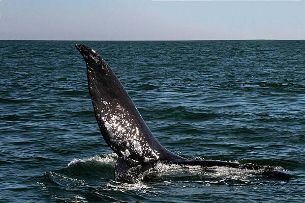 Photograph - Gray Whale 8A by Sally Fuller