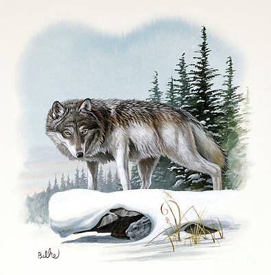Nature Wall Art featuring the painting Gray Wolf by Don Balke