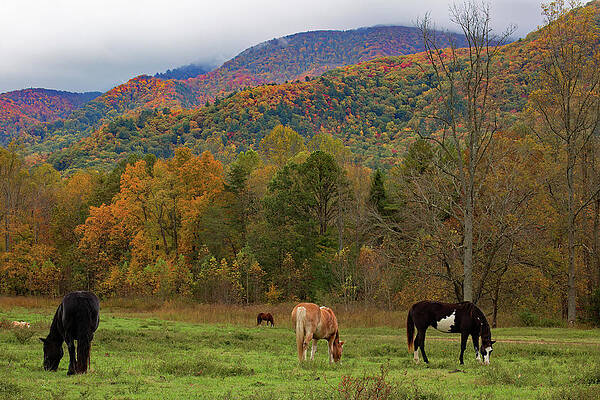 Wall Art featuring the photograph Grazing At The Foot Of The Smokies by Gina Fitzhugh
