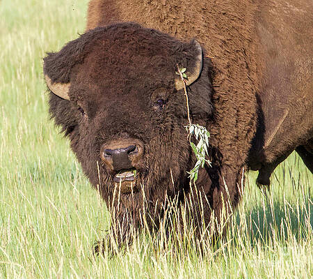 Colorado Wall Art featuring the photograph Grazing Buffalo by Shirley Dutchkowski