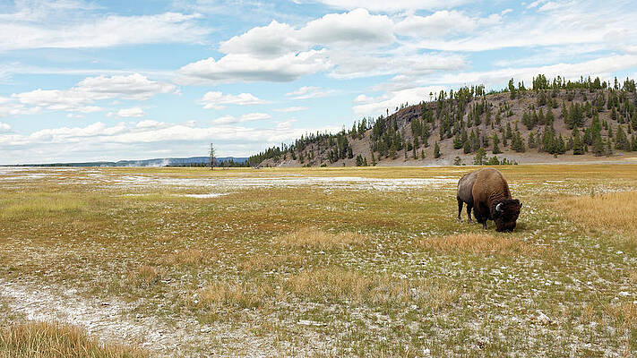 Wild Wall Art featuring the photograph Grazing In The Grass -- American Bison In Yellowstone National Park, Wyoming by Darin Volpe