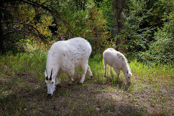 Mountain Goats Grazing in the Forest Photograph