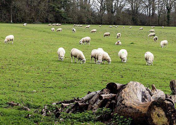 Sheep Grazing on a Field Wall Art