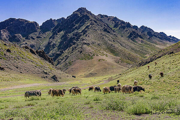 Herding Yaks in Mountain Valley Wall Art