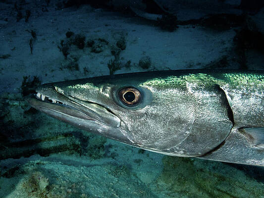 Underwater Wall Art featuring the photograph Great Barracuda by Brian Weber