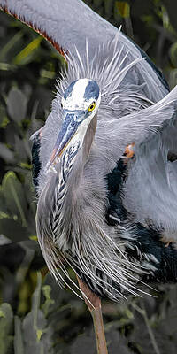 Feather Wall Art featuring the photograph Great Blue Heron 103C by Sally Fuller