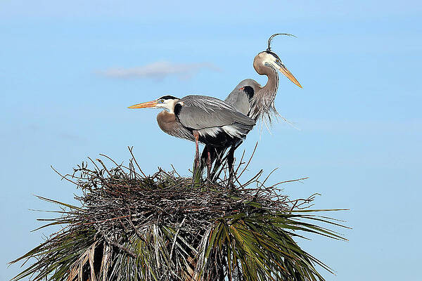 Blue Photograph - Great Blue Heron 55A by Sally Fuller