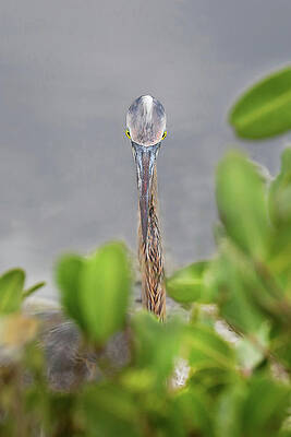 Blue Photograph - Great Blue Heron 61A by Sally Fuller