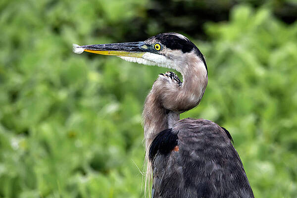 Blue Photograph - Great Blue Heron 73A by Sally Fuller