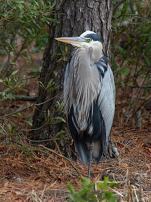 Bird Wall Art featuring the photograph Great Blue Heron Among The Pines by Charles Floyd