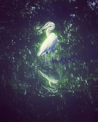 Nature Photograph - Great Blue Heron Art 01 by David McKinney