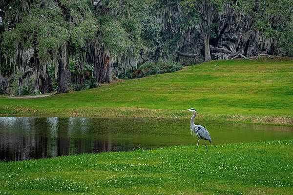 Wall Art featuring the photograph Great Blue Heron At Middleton Place Plantation by Cindy Robinson