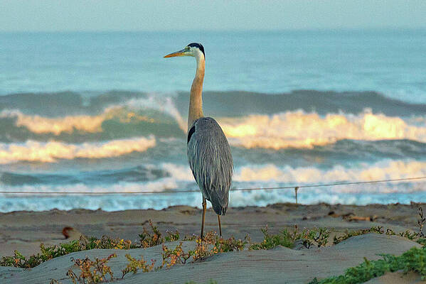 Wall Art featuring the photograph Great Blue Heron Atop The Dunes by Matthew DeGrushe